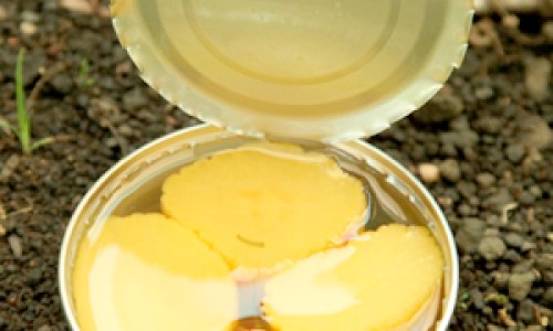 烤乳鸽窍门-烤乳鸽的吃法大全网—知名的烤乳鸽怎么做好吃网站,分享烤乳鸽窍门知识